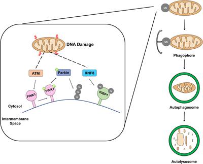 Autophagic Organelles in DNA Damage Response